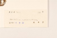 父子草、天青地白藏品圖，第3張