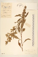 一枝黃花藏品圖，第1張