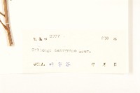 一枝黃花藏品圖，第3張