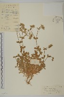 簇生卷耳藏品圖，第1張