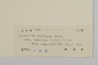 簇生卷耳藏品圖，第3張