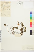 蕨葉人字果藏品圖，第1張