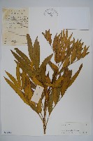 南天竹、天竹、蘭天竹藏品圖，第1張