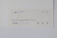 南天竹、天竹、蘭天竹藏品圖，第2張