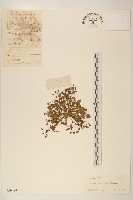 稻槎菜藏品圖，第1張