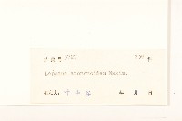 稻槎菜藏品圖，第3張