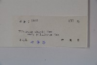 毛枝金腺莢迷藏品圖，第2張