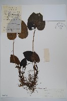 登錄號:S039491藏品圖，第1張