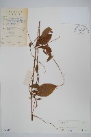 牛膝藏品圖，第1張