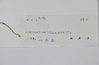 牛膝藏品圖，第2張