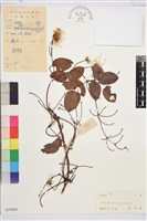 小木通藏品圖，第1張