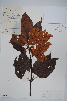 青榨槭藏品圖，第1張