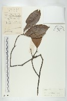 冬桃藏品圖，第1張