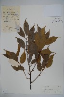 糊樗藏品圖，第1張