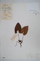五嶺細辛藏品圖，第1張