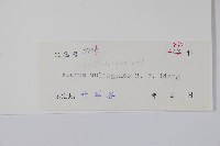 五嶺細辛藏品圖，第2張