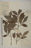 密花假衛矛藏品圖，第1張