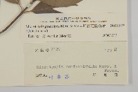 密花假衛矛藏品圖，第3張