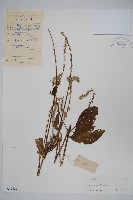 土牛膝藏品圖，第1張