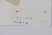 土牛膝藏品圖，第2張