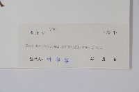 針刺草藏品圖，第2張