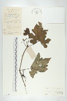 長萼栝樓藏品圖，第1張