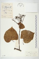 金鐘藤藏品圖，第1張