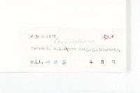 金鐘藤藏品圖，第3張