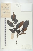 延平柿藏品圖，第1張