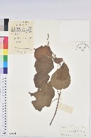 椴葉山麻桿藏品圖，第1張