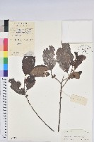 登錄號:S039559藏品圖，第1張