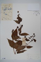 臺灣土黨參藏品圖，第1張