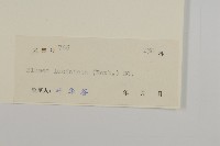 裂葉艾納香藏品圖，第3張