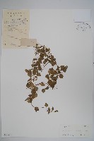 銅錘玉帶草藏品圖，第1張