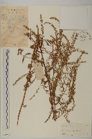 牡蒿藏品圖，第1張