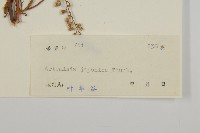 牡蒿藏品圖，第3張