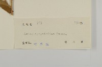 山白蘭藏品圖，第3張
