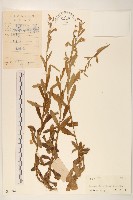 六角草藏品圖，第1張