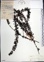 鐵掃帚、千里光藏品圖，第1張