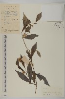 大頭艾納香藏品圖，第1張