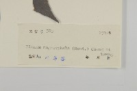 大頭艾納香藏品圖，第3張