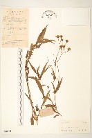 閩粵千里光藏品圖，第1張