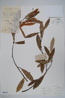 小錦蘭藏品圖，第1張