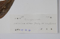 小錦蘭藏品圖，第2張