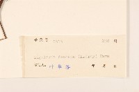 齒葉橐吾藏品圖，第3張