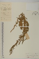 臭杏、土荊芥藏品圖，第1張