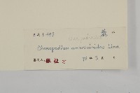 臭杏、土荊芥藏品圖，第3張