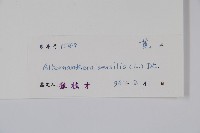 蓮子草藏品圖，第2張