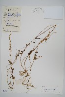 假川牛膝藏品圖，第1張