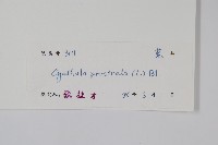 假川牛膝藏品圖，第2張